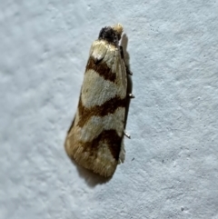 Fuscicepsana fuscicepsana (A Tortricid moth) at Pebbly Beach, NSW - 22 Feb 2024 by Pirom