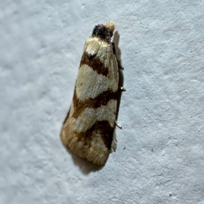 Fuscicepsana fuscicepsana (A Tortricid moth) at Pebbly Beach, NSW - 22 Feb 2024 by Pirom