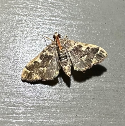 Nacoleia rhoeoalis (A Crambid moth (Spilomelinae) at Murramarang National Park - 22 Feb 2024 by Pirom