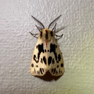 Ardices curvata (Crimson Tiger Moth) at Pebbly Beach, NSW - 19 Feb 2024 by Pirom