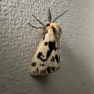 Ardices curvata at Murramarang National Park - 19 Feb 2024