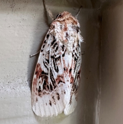 Spodoptera picta (A Noctuid moth) at Pebbly Beach, NSW - 21 Feb 2024 by Pirom