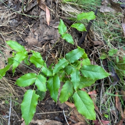 Berberis aquifolium (Oregon Grape) at Tharwa, ACT - 23 Feb 2024 by KMcCue