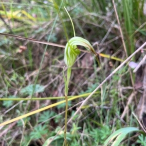 Diplodium decurvum (Summer greenhood) at Namadgi National Park by dgb900