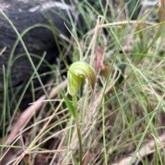 Diplodium decurvum at Namadgi National Park - 20 Jan 2024