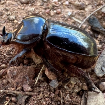 Dynastinae (subfamily) (Unidentified rhinoceros or elephant beetle) at Mount Ainslie - 24 Feb 2024 by Pirom