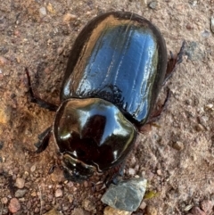 Dynastinae (subfamily) at Mount Ainslie - 24 Feb 2024