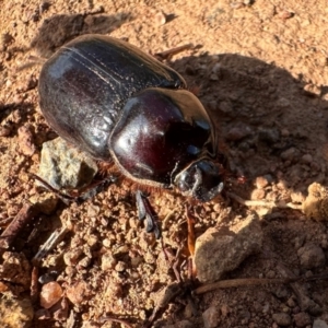 Dasygnathus sp. (genus) at Mount Ainslie - 24 Feb 2024 05:18 PM