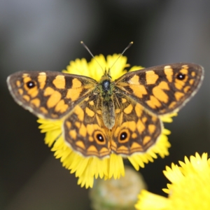 Oreixenica lathoniella at Namadgi National Park - suppressed