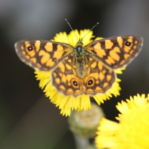 Oreixenica lathoniella at Namadgi National Park - suppressed