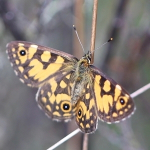 Oreixenica lathoniella at Namadgi National Park - suppressed