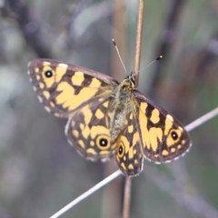 Oreixenica lathoniella at Namadgi National Park - suppressed