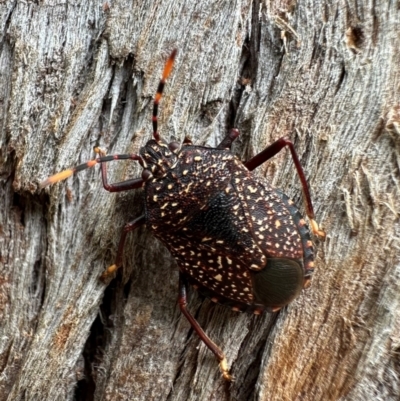 Notius consputus (Yellow-dotted shield bug) at Murramarang National Park - 21 Feb 2024 by Pirom