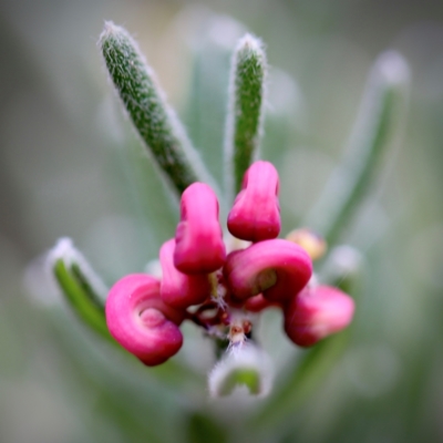 Grevillea lanigera (Woolly Grevillea) at Cotter River, ACT - 24 Feb 2024 by JimL