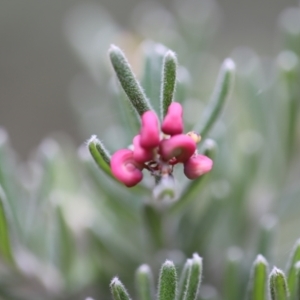 Grevillea lanigera at Namadgi National Park - 24 Feb 2024