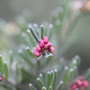 Grevillea lanigera at Namadgi National Park - 24 Feb 2024