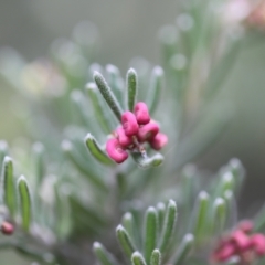 Grevillea lanigera at Namadgi National Park - 24 Feb 2024