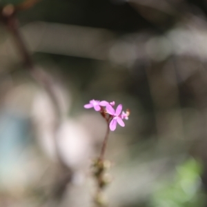 Stylidium armeria subsp. armeria at Namadgi National Park - 24 Feb 2024