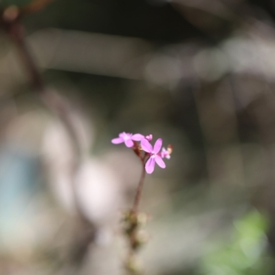 Stylidium armeria subsp. armeria (thrift trigger plant) at Namadgi National Park - 24 Feb 2024 by JimL