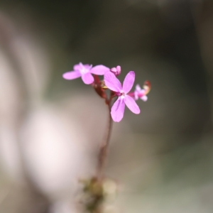 Stylidium armeria subsp. armeria at Namadgi National Park - 24 Feb 2024