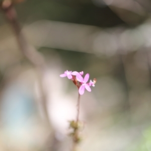 Stylidium armeria subsp. armeria at Namadgi National Park - 24 Feb 2024