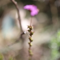 Stylidium armeria subsp. armeria at Namadgi National Park - 24 Feb 2024