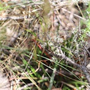 Stylidium armeria subsp. armeria at Namadgi National Park - 24 Feb 2024