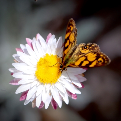 Oreixenica lathoniella (Silver Xenica) at Namadgi National Park - 24 Feb 2024 by JimL