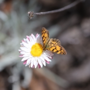 Oreixenica lathoniella at Namadgi National Park - 24 Feb 2024