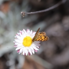 Oreixenica lathoniella at Namadgi National Park - 24 Feb 2024