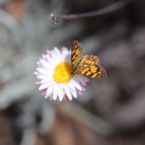 Oreixenica lathoniella at Namadgi National Park - 24 Feb 2024 01:46 PM