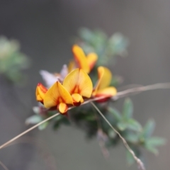 Oxylobium ellipticum (Common Shaggy Pea) at Brindabella, NSW - 24 Feb 2024 by JimL