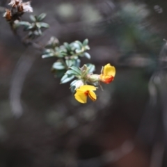 Oxylobium ellipticum at Bimberi Nature Reserve - 24 Feb 2024