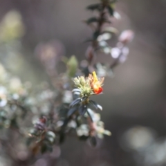 Oxylobium ellipticum at Bimberi Nature Reserve - 24 Feb 2024 01:47 PM