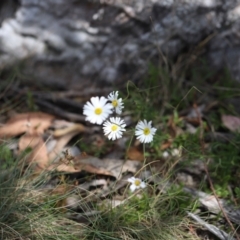 Brachyscome aculeata (Hill Daisy) at Bimberi Nature Reserve - 24 Feb 2024 by JimL