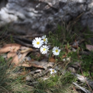 Brachyscome aculeata at Bimberi Nature Reserve - 24 Feb 2024 01:50 PM