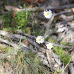 Brachyscome aculeata at Bimberi Nature Reserve - 24 Feb 2024 01:50 PM