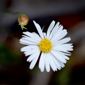 Brachyscome aculeata at Bimberi Nature Reserve - 24 Feb 2024