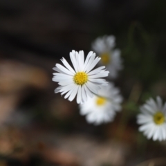 Brachyscome aculeata at Bimberi Nature Reserve - 24 Feb 2024