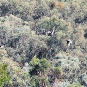 Callocephalon fimbriatum at Yackandandah, VIC - suppressed