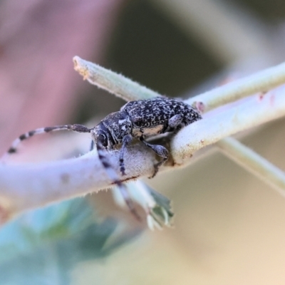 Ancita marginicollis (A longhorn beetle) at Yackandandah, VIC - 24 Feb 2024 by KylieWaldon