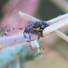 Ancita marginicollis at Yackandandah, VIC - 24 Feb 2024