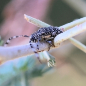 Ancita marginicollis at Yackandandah, VIC - 24 Feb 2024