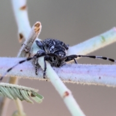 Ancita marginicollis at Yackandandah, VIC - 24 Feb 2024