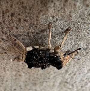 Aades cultratus at Murramarang National Park - 20 Feb 2024