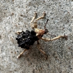 Aades cultratus at Murramarang National Park - 20 Feb 2024