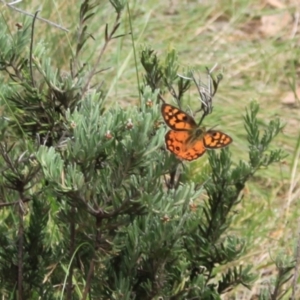 Heteronympha penelope at Namadgi National Park - 24 Feb 2024 12:15 PM