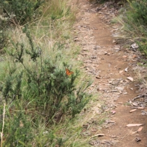 Heteronympha penelope at Namadgi National Park - 24 Feb 2024 12:15 PM