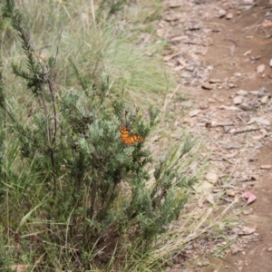 Heteronympha penelope at Namadgi National Park - 24 Feb 2024 12:15 PM