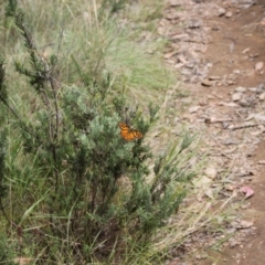 Heteronympha penelope at Namadgi National Park - 24 Feb 2024